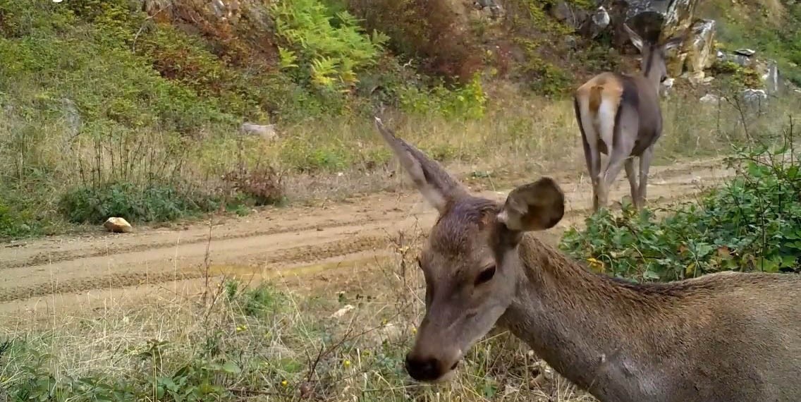Bursa'nın kızıl geyikleri fotokapana takıldı