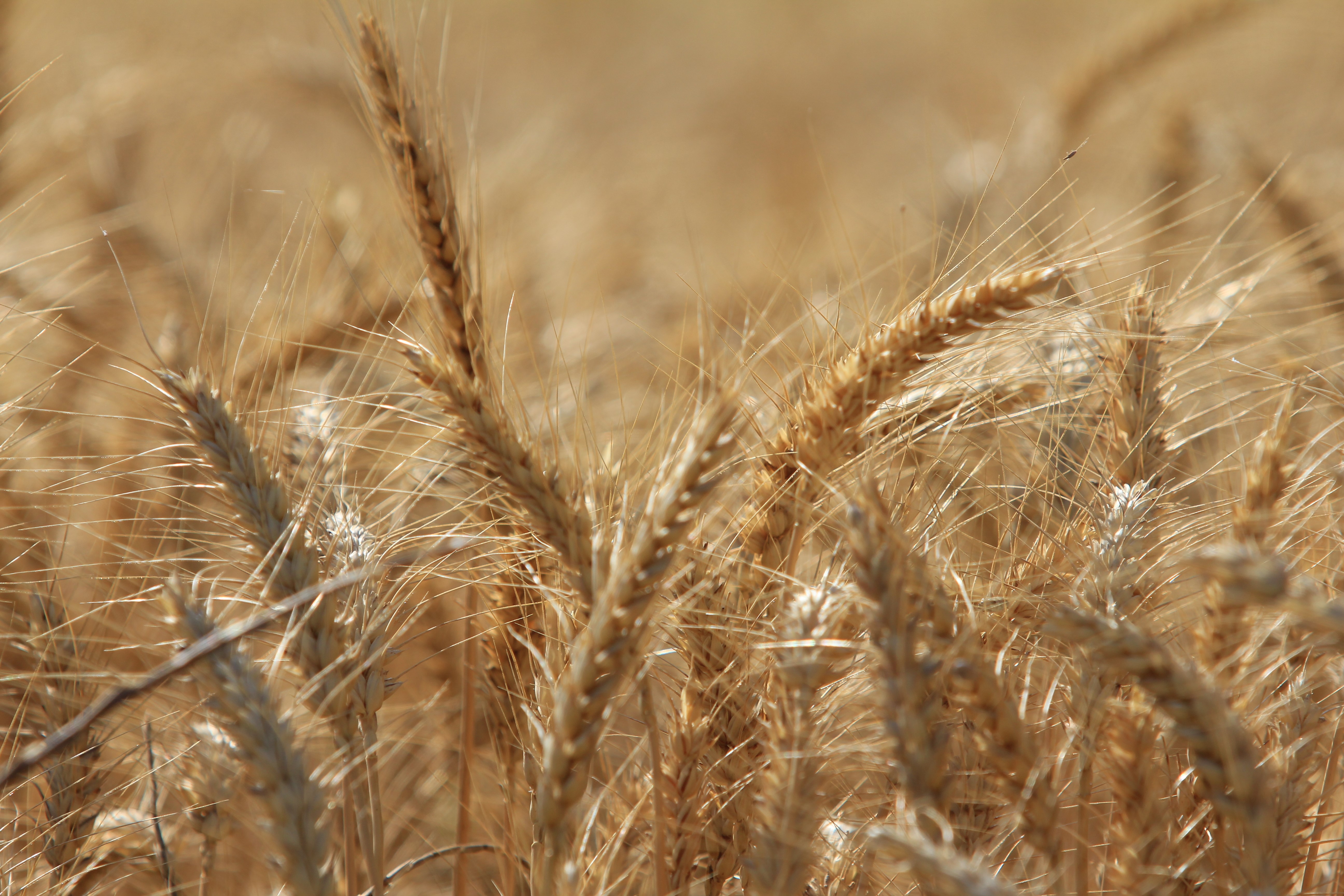 Dünya tahıl üretiminde 133 milyon ton artışla rekor bekleniyor