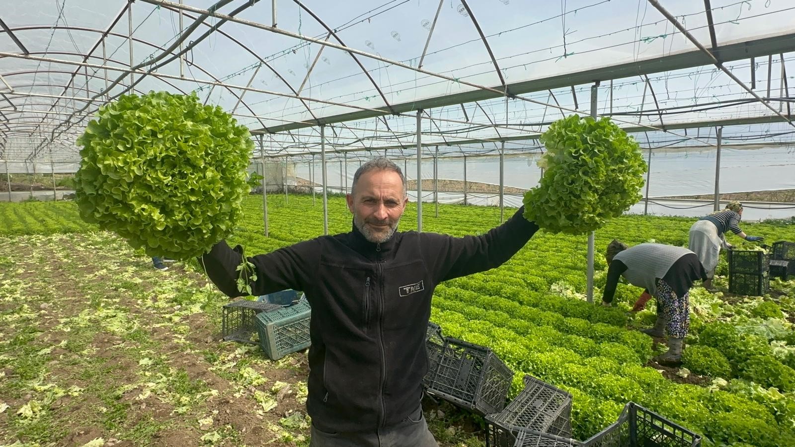 Geçen sene zararıyla ağlatan 'kıvırcık' bu yıl güldürdü