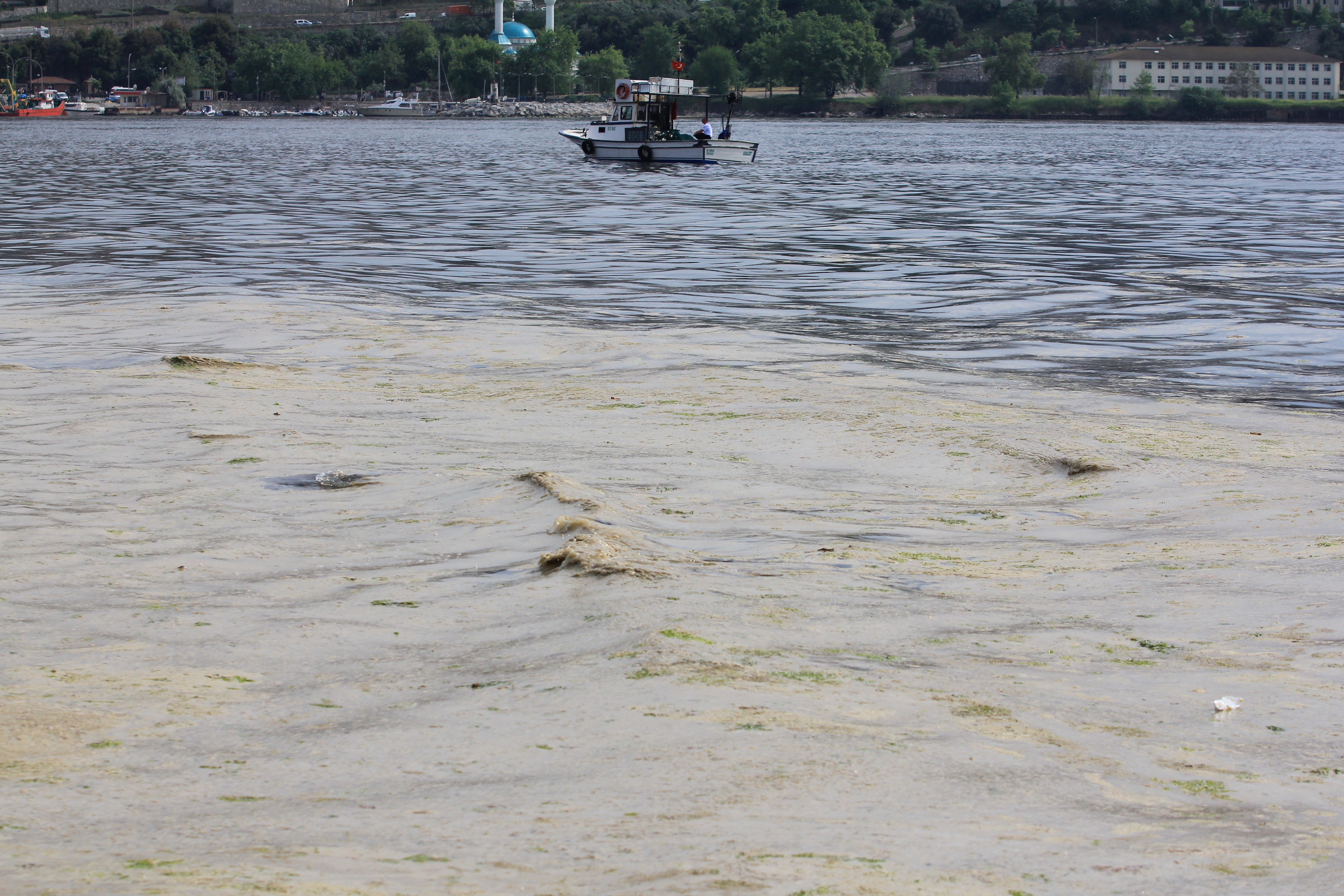 Gemlik Sahilleri'nde tehlike... Müsilaj balık yumurtalarını öldürüyor