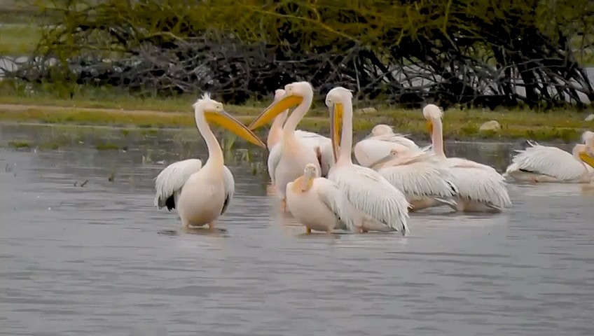Göç eden pelikanlar Bursa’da mola verdi