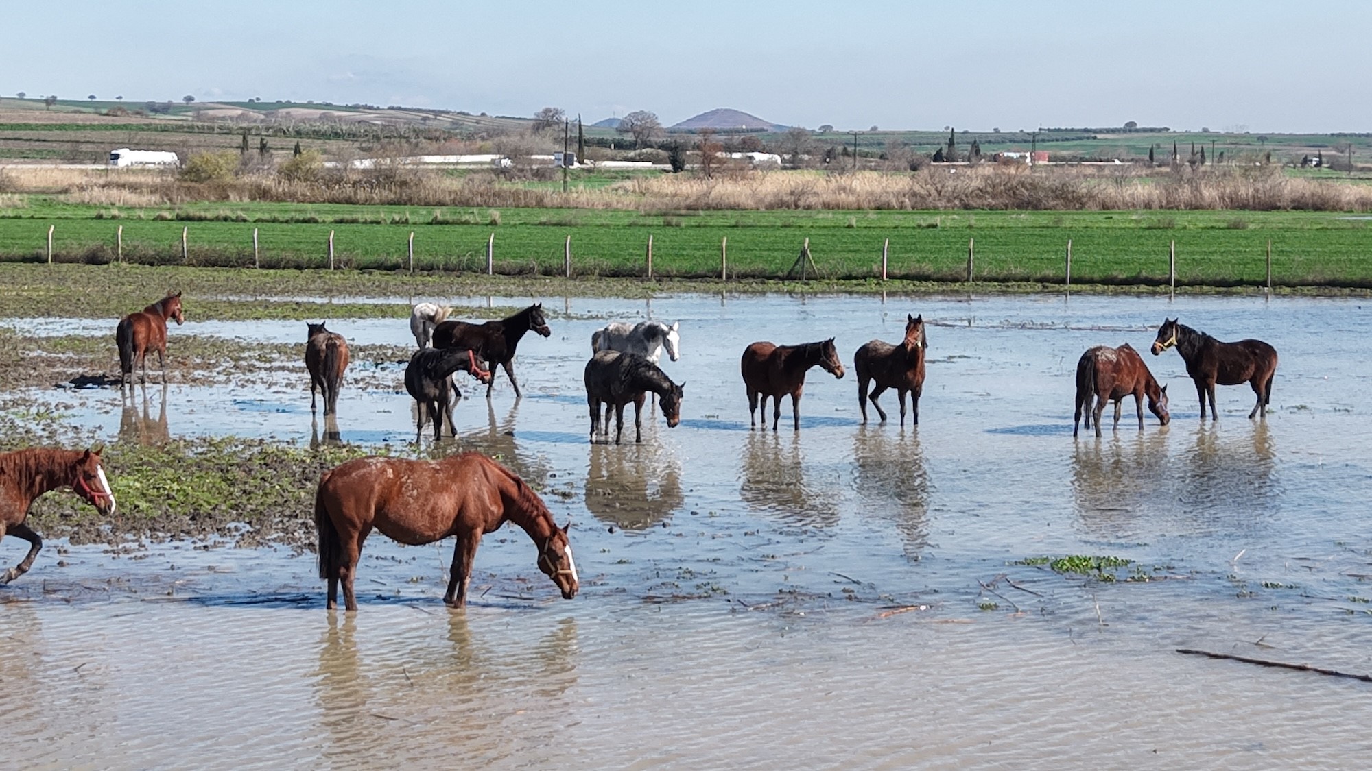 Göl Seviyesi Son 10 Yılın Zirvesinde: At Çiftliği Sulara Gömüldü