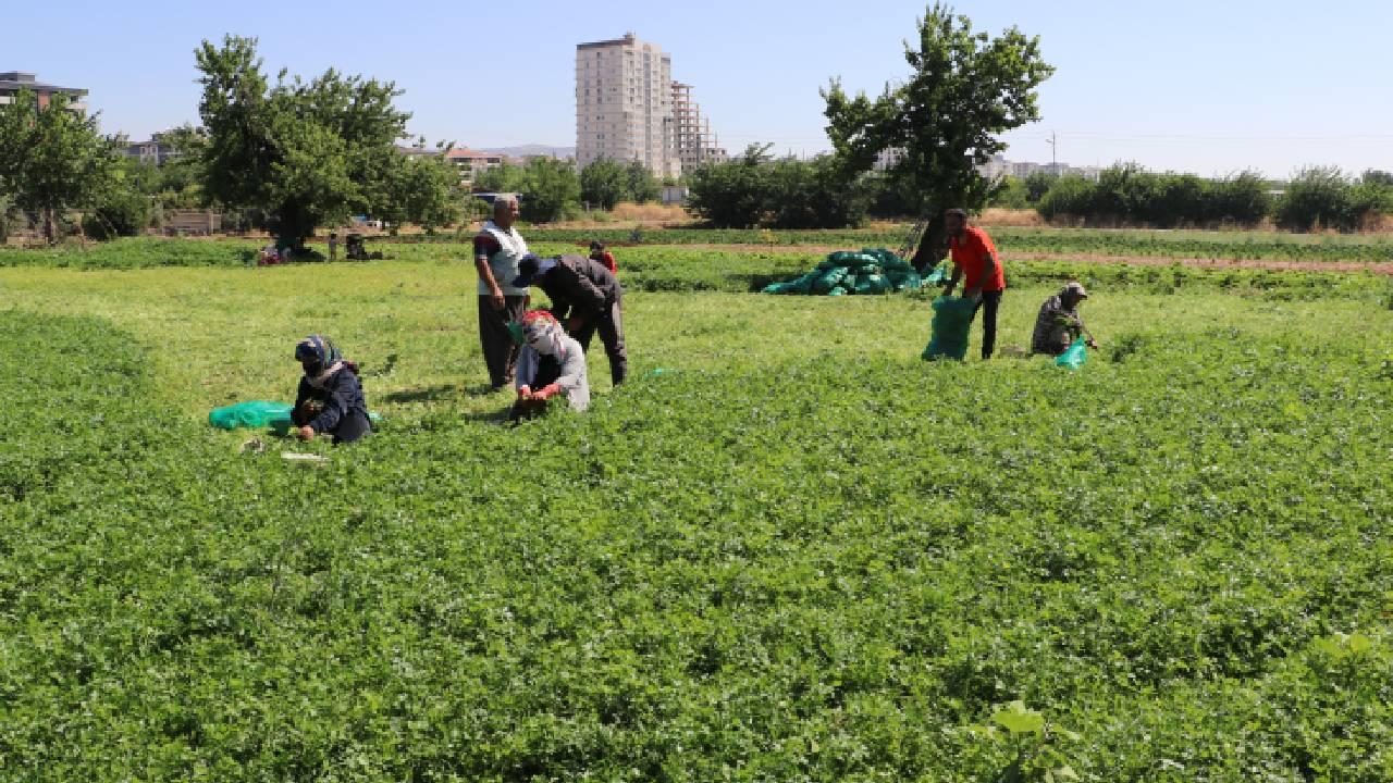 IPARD-III programında 214 projeye 1,7 milyar lira hibe