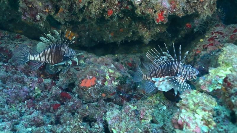 İstilacı türlerle mücadelede yeni düzenlemeler devreye alınıyor