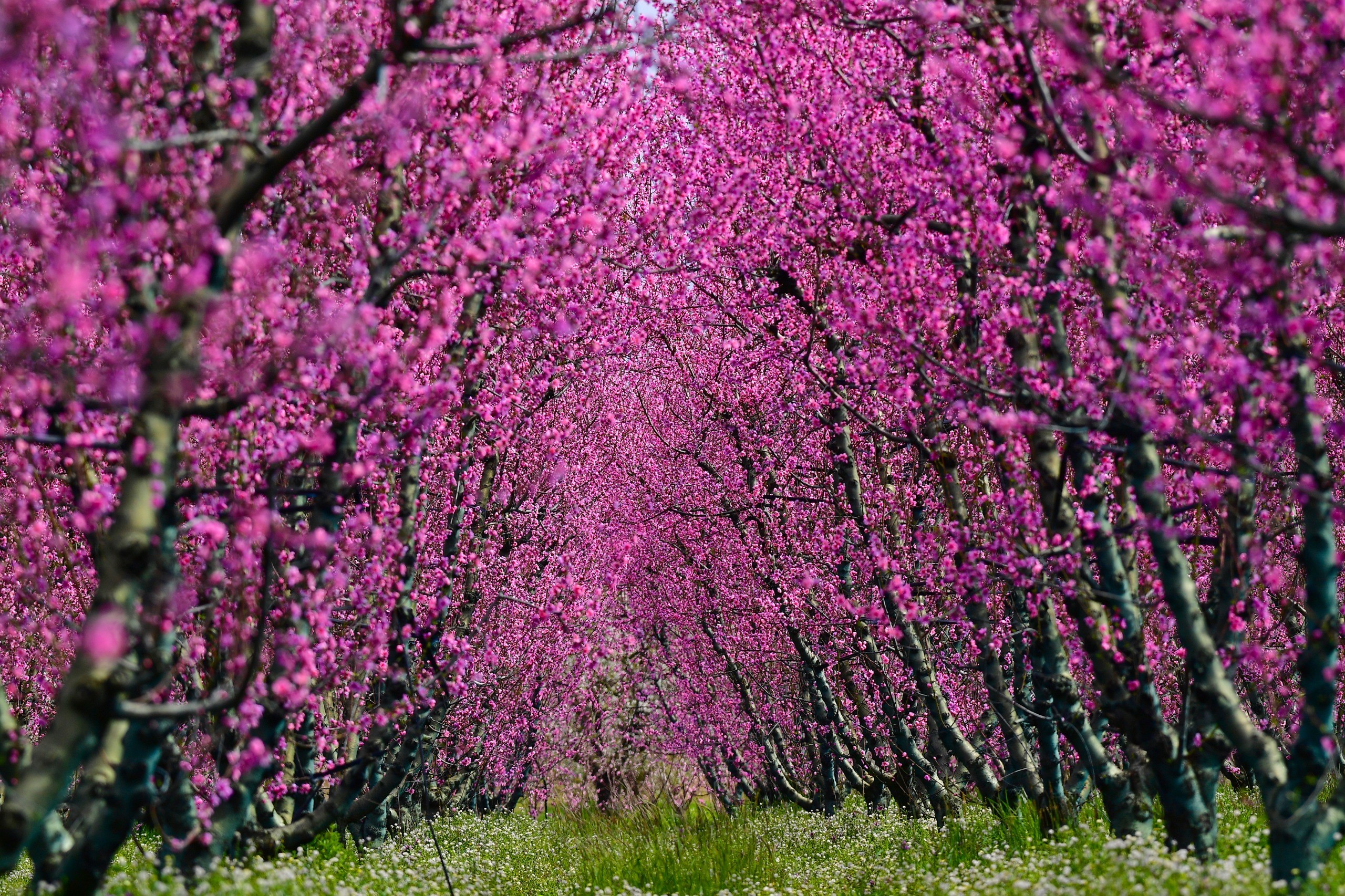 İznik Ovası'nda bahar şöleni: Şeftali bahçeleri kartpostallık görüntüler oluşturdu