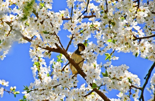 İznik’te Baharın Gelişiyle Kartpostallık Görüntüler Oluştu