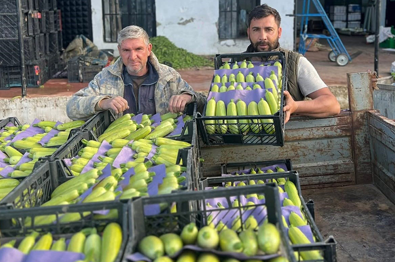 İznik'te mevsimin ilk kabak hasadı
