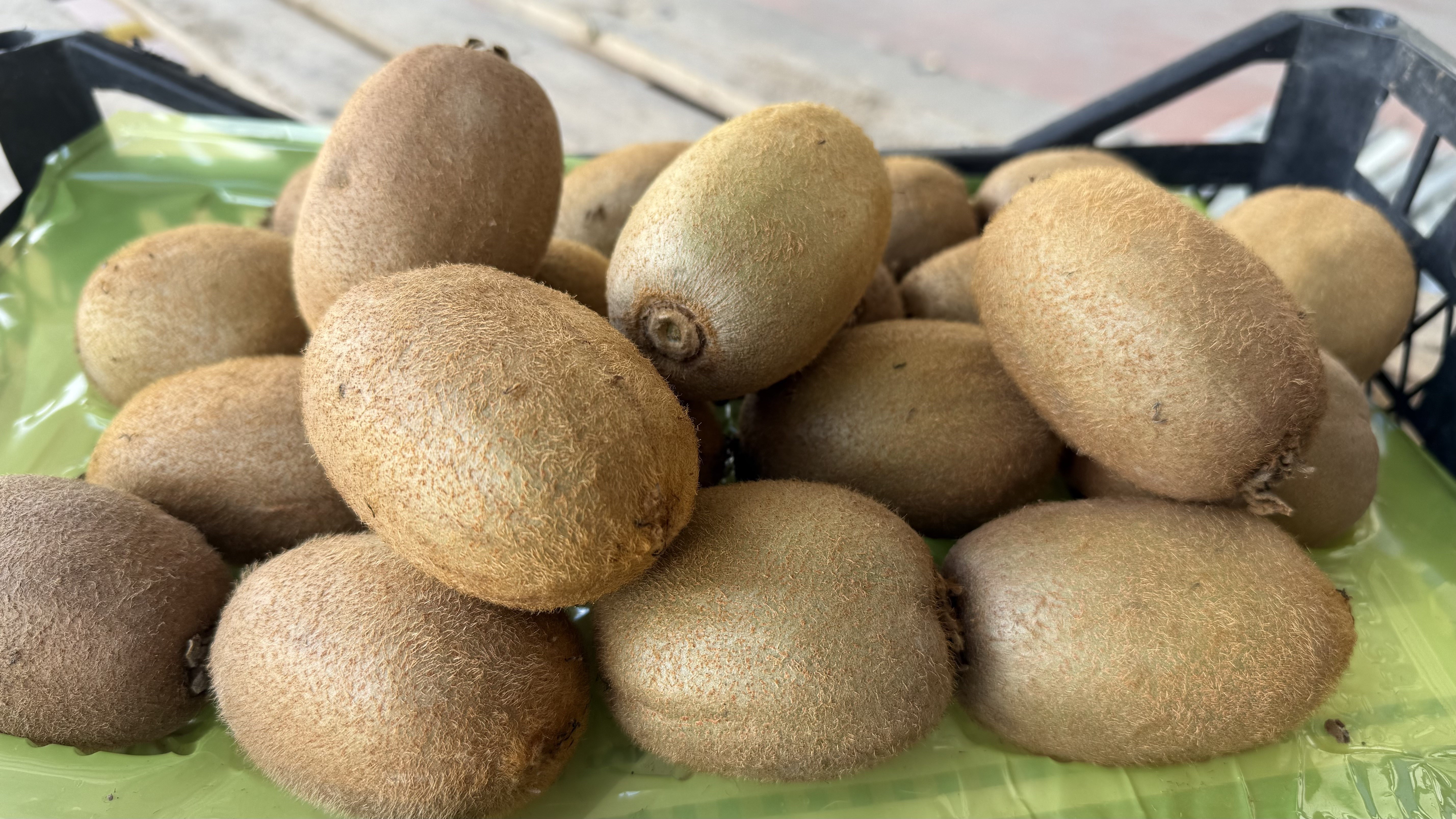 İznik'te yetiştirilen dev kiviler ağırlıklarıyla rekor kırdı, Avrupa pazarının dikkatini çekti