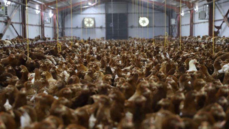 Kanatlı hayvan yetiştiriciliğinde teknik ve sağlık şartları belirlendi