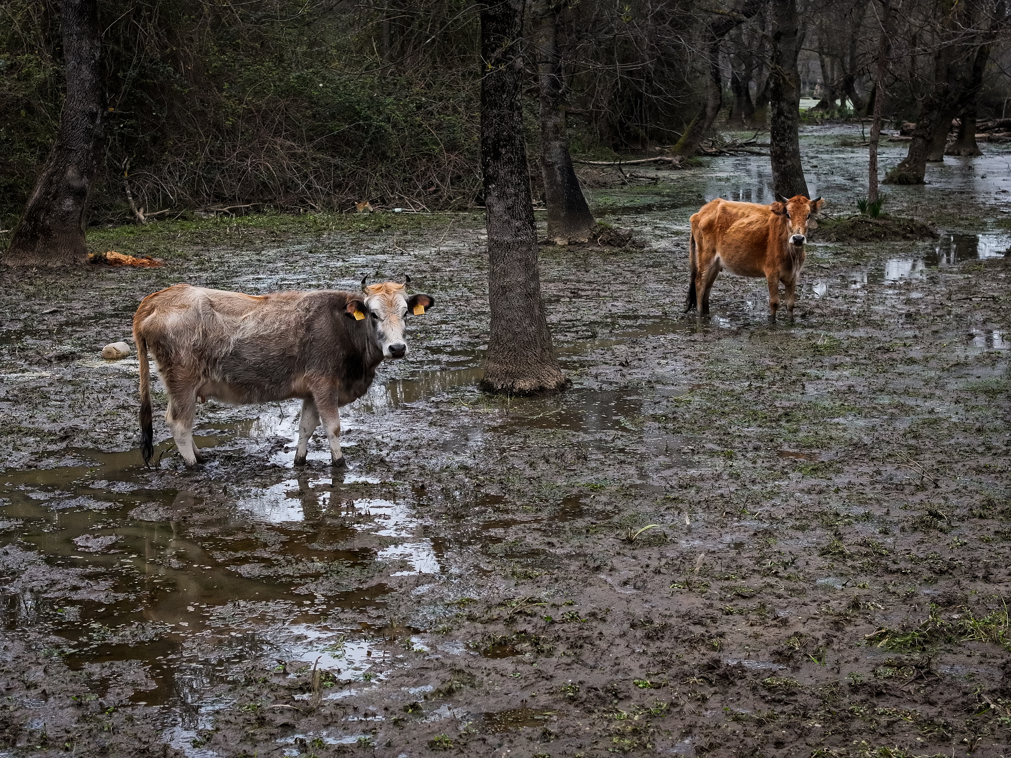 Karacabey Longozu etkili olan yağışlarla doldu