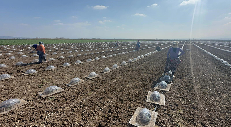 Karacabey Ovası’nda turfanda karpuz ekimleri başladı