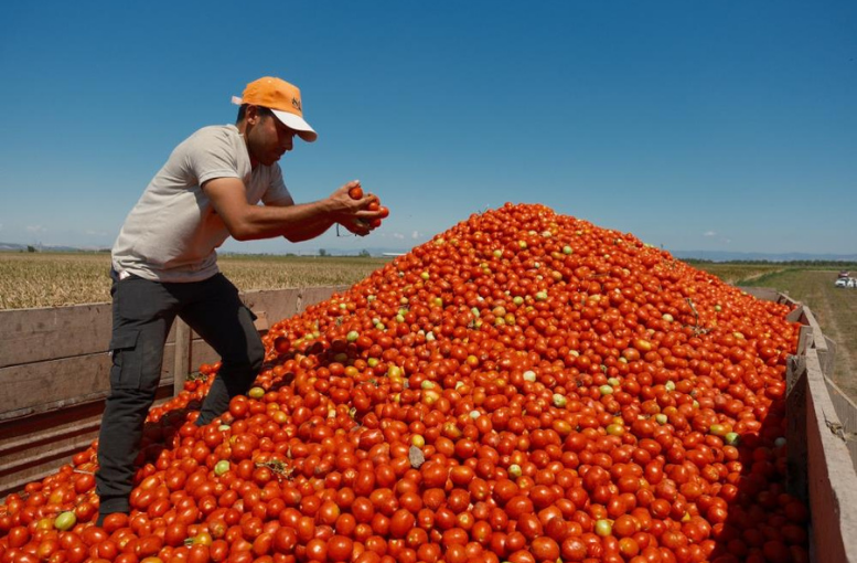 Karacabey'de salçalık domates ekiminde rekor beklentisi