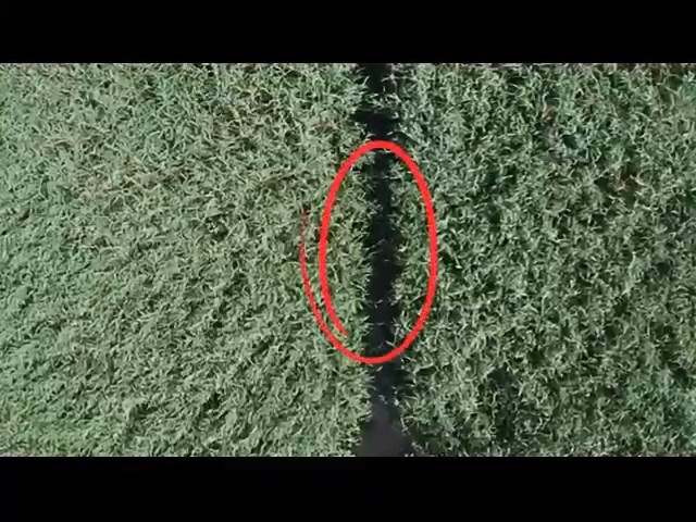 Kaybolan sülükçü, dronu takip ederek kurtuldu!