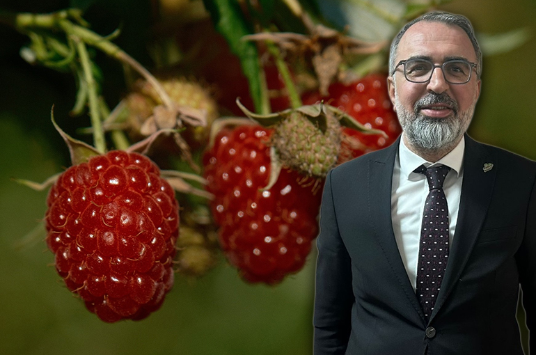 Kestel'de ahududu ve böğürtlen üretimi Sırbistan modeliyle artırılacak