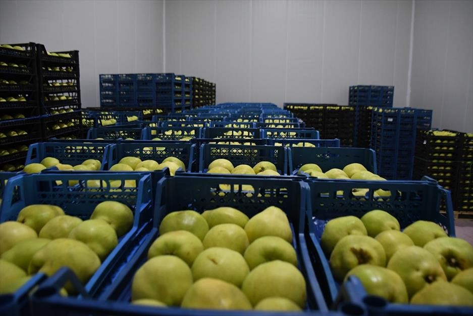 Kestel'e 400 milyon liralık dev meyve tesisi kuruluyor