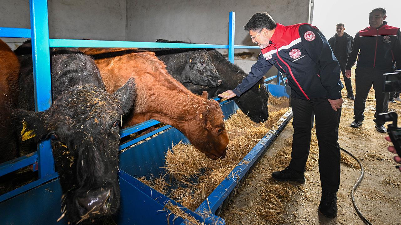Kırmızı et üretimini artıracak proje meyvelerini vermeye başladı