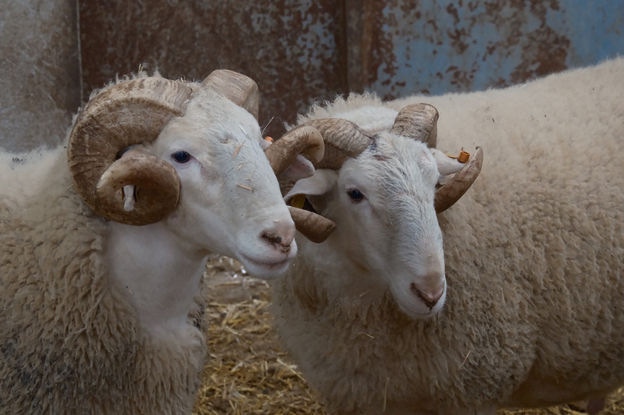Koyunlara suni tohumlama geliyor