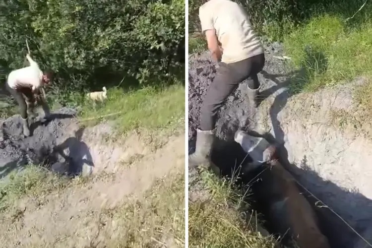 Merada otlayan büyükbaş hayvan define çukuruna düştü