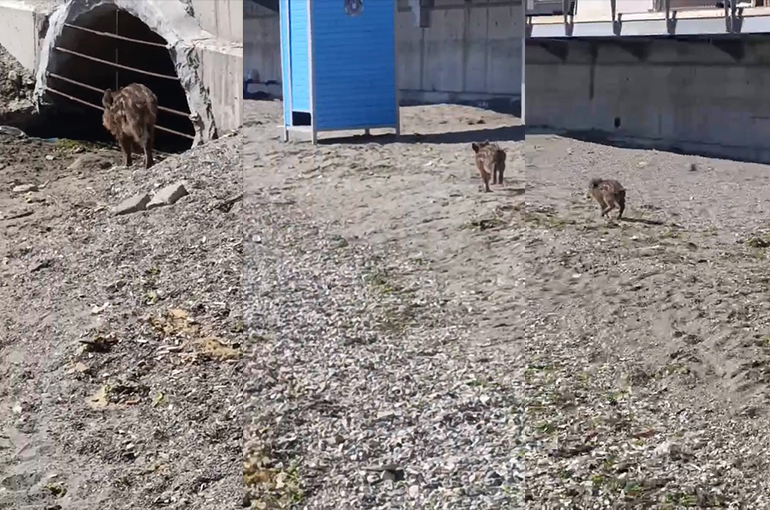 Mudanya Sahilinde Yaban Domuzu Sürprizi