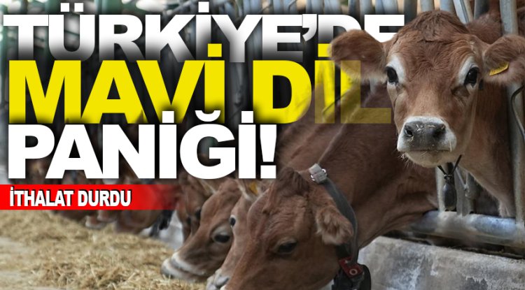 Avrupa'yı saran 'mavi dil' hastalığı nedeniyle Türkiye ithalatı durdurdu
