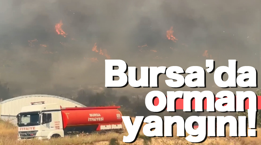 Bursa'da orman yangını