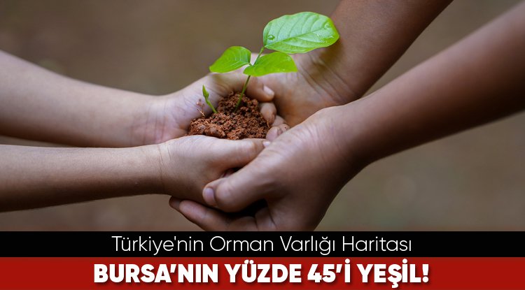 Türkiye'nin Orman Varlığı Haritası... Bursa’nın yüzde 45’i yeşil! 