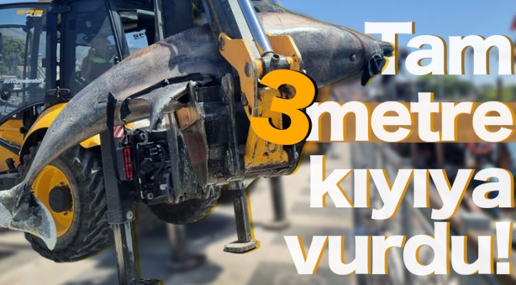 Bursa sahiline 3 metrelik ölü yunus vurdu