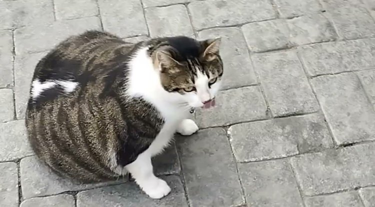 Fenomen kedi kalp krizi geçirdi