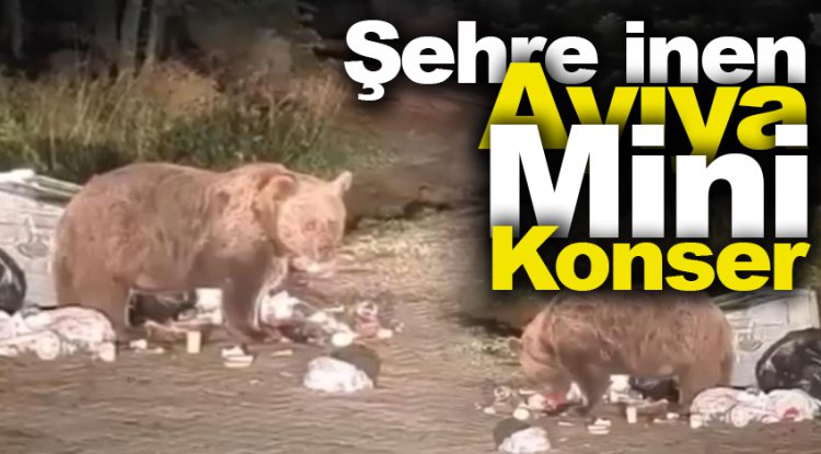 Uludağ’da yemek yiyen ayıya mini konser verdi