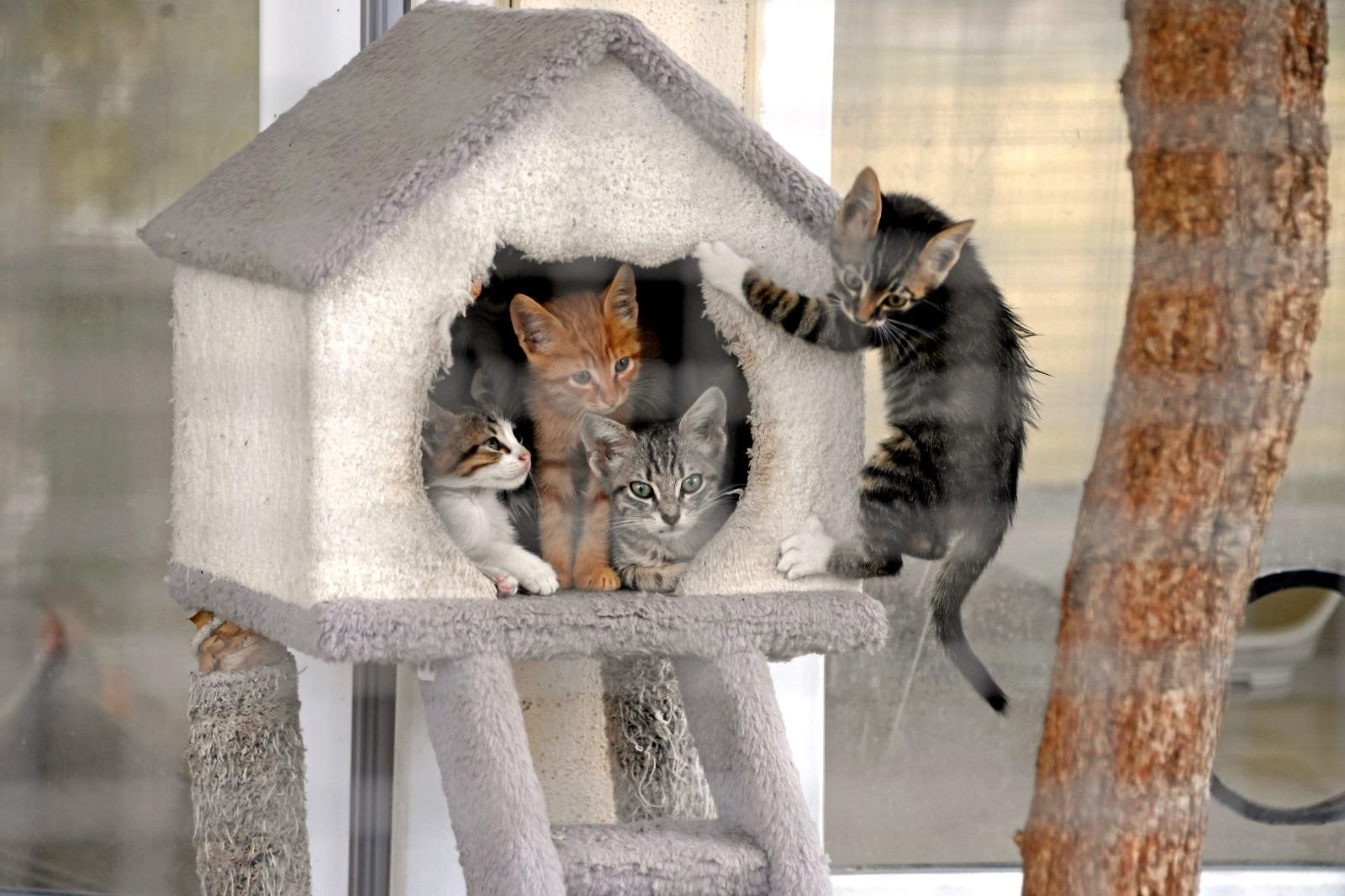 Osmangazi Belediyesi can dostların umudu oluyor