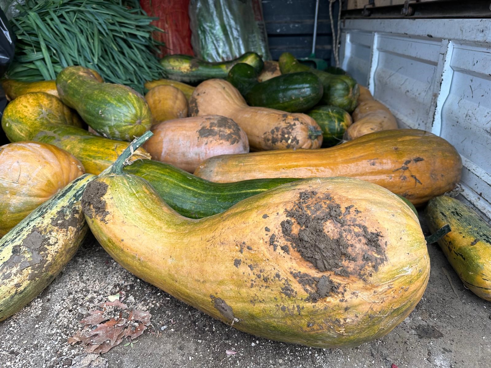 Osmangazi'de 30 kilogramlık Kıbrıs bal kabağı yetiştirildi