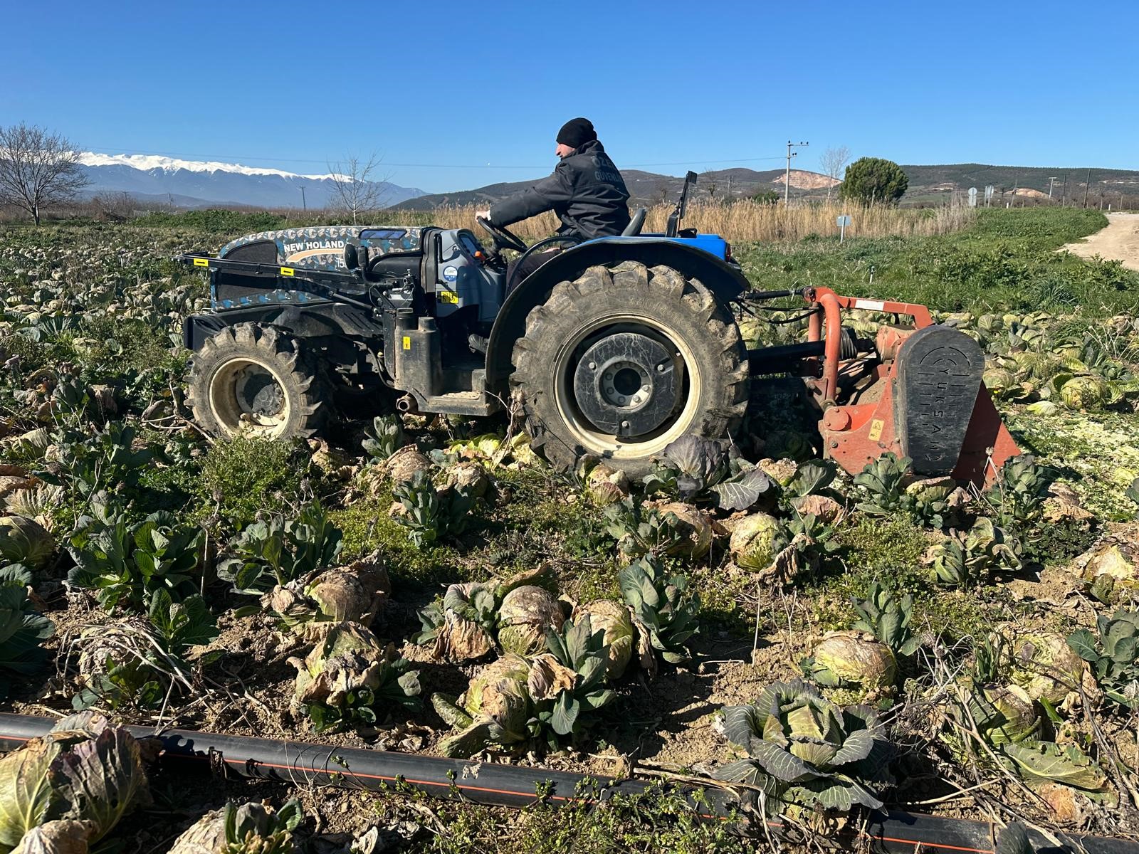 Pazarda 70 lira ama yüzbinlercesi tarlada çürüdü: Üreticiler Tarım Kredi'ye çağrı yaptı