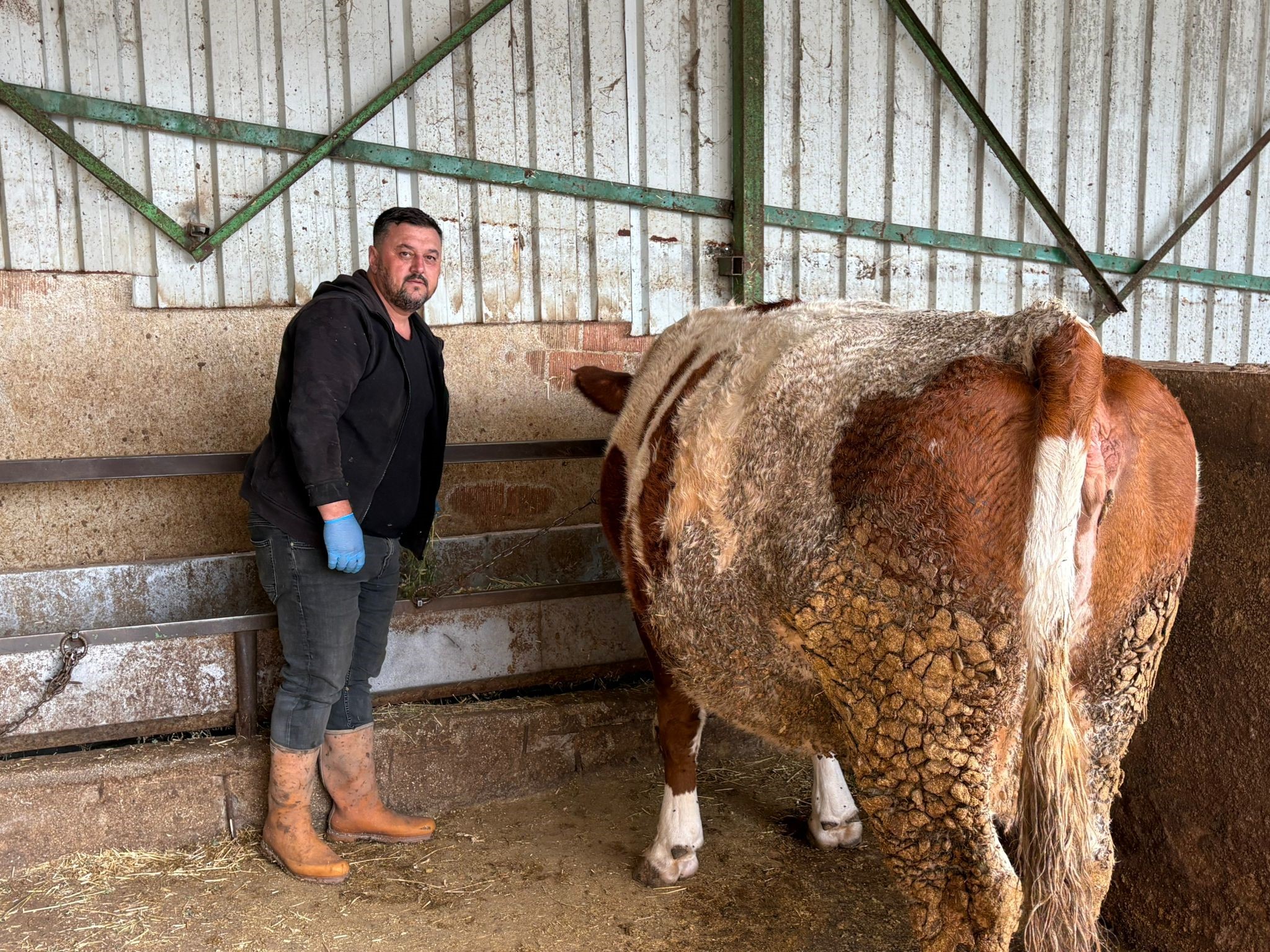 Şap hastalığına bir hayvanını daha verdi