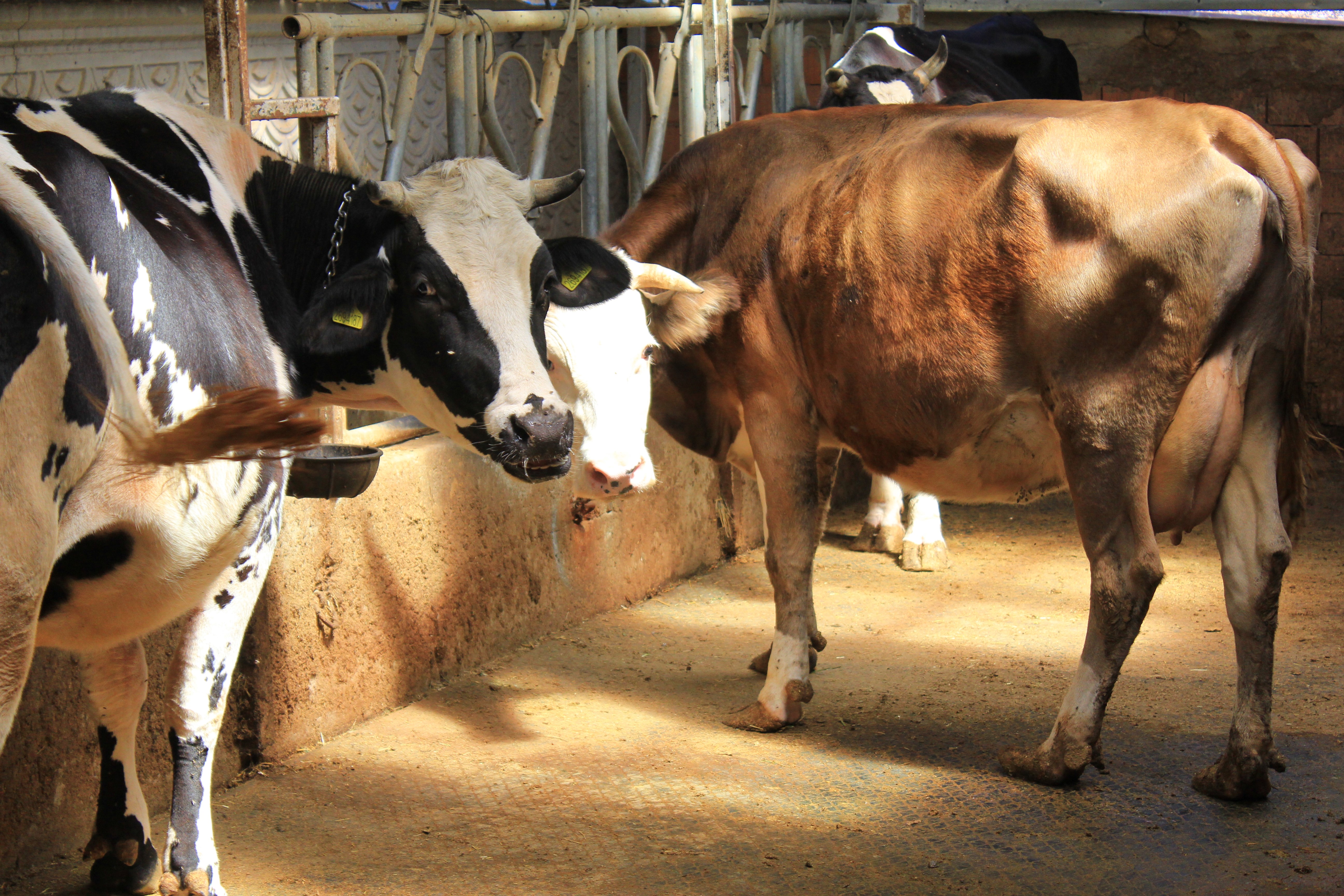 Şap mağduru üreticiler destek bekliyor!