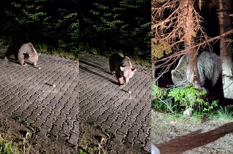 Sarıalan'da Yiyecek Arayan Ayı Vatandaşları Tedirgin Etti