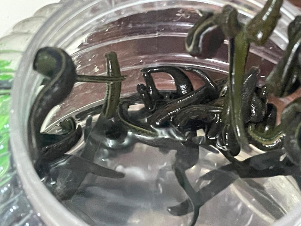 Sülükler birçok hastalığa şifa oluyor