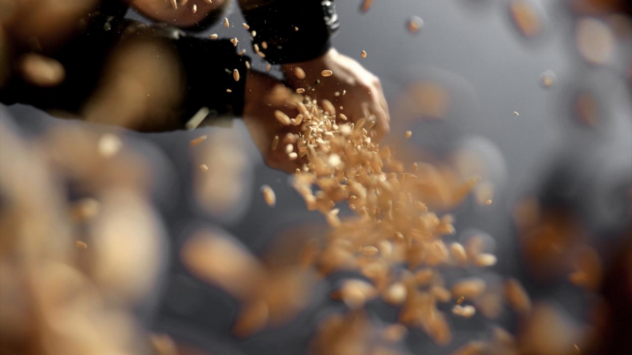 Tahıl tohumluklarının sertifikasyonu elektronik ortamda gerçekleştirilecek