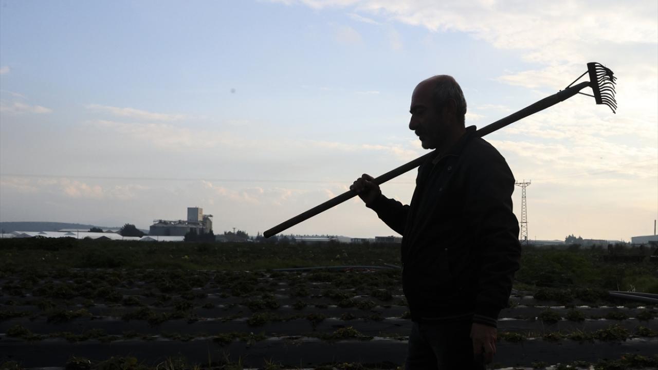 Tarım işçilerinin günlük ücreti 2025'te arttı