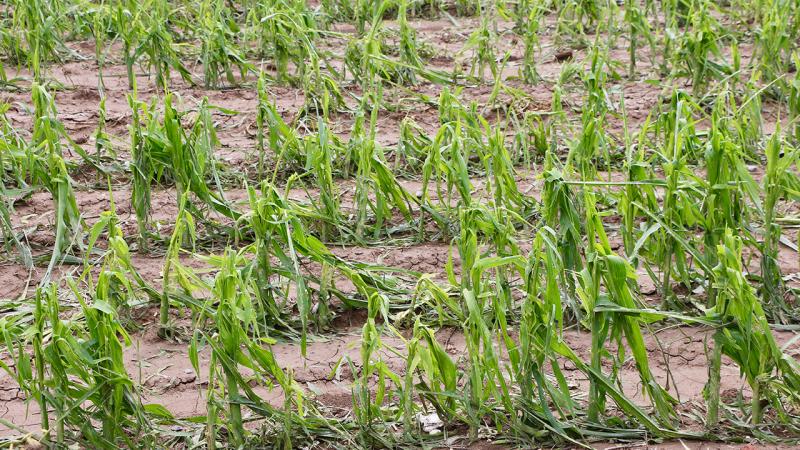 TARSİM tarafından teminat altına alınacak ürün ve riskler belirlendi