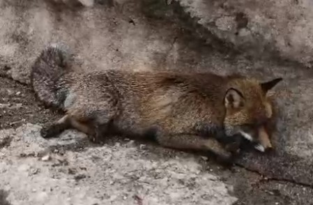 Tilkiye çarpan otomobil sürücüsü yaralı halde bırakıp kaçtı