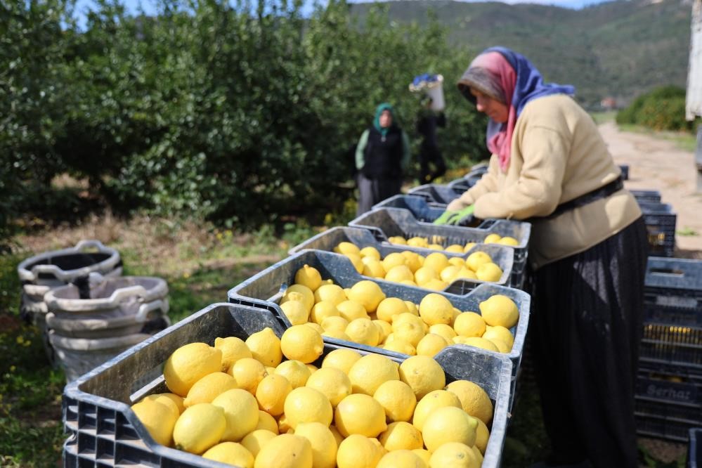 TÜİK'e göre limonda üretici fiyatları yıllık yüzde 410 yükseldi