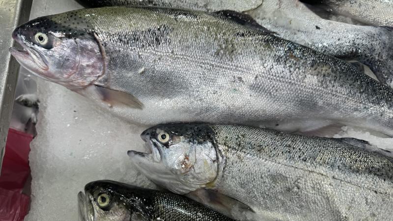 Türk somonu ihracatında hedef milyar dolar