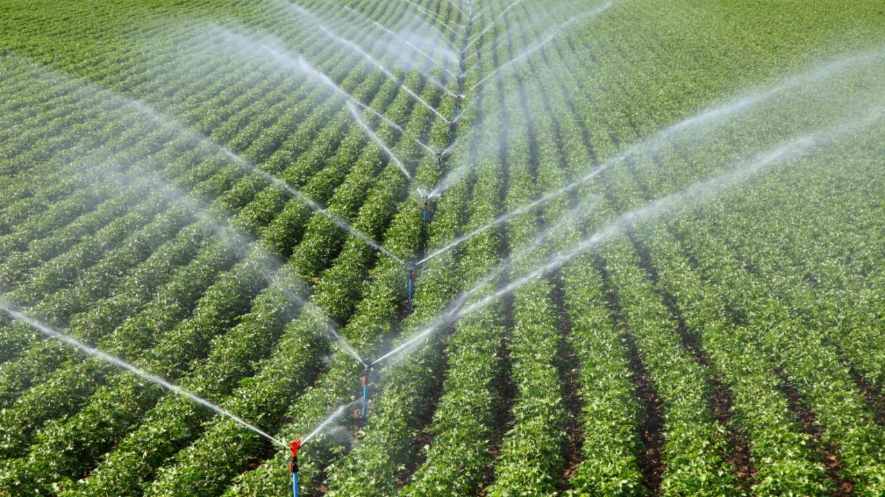 Türkiye 117 ülkeye tohum ihraç ediyor