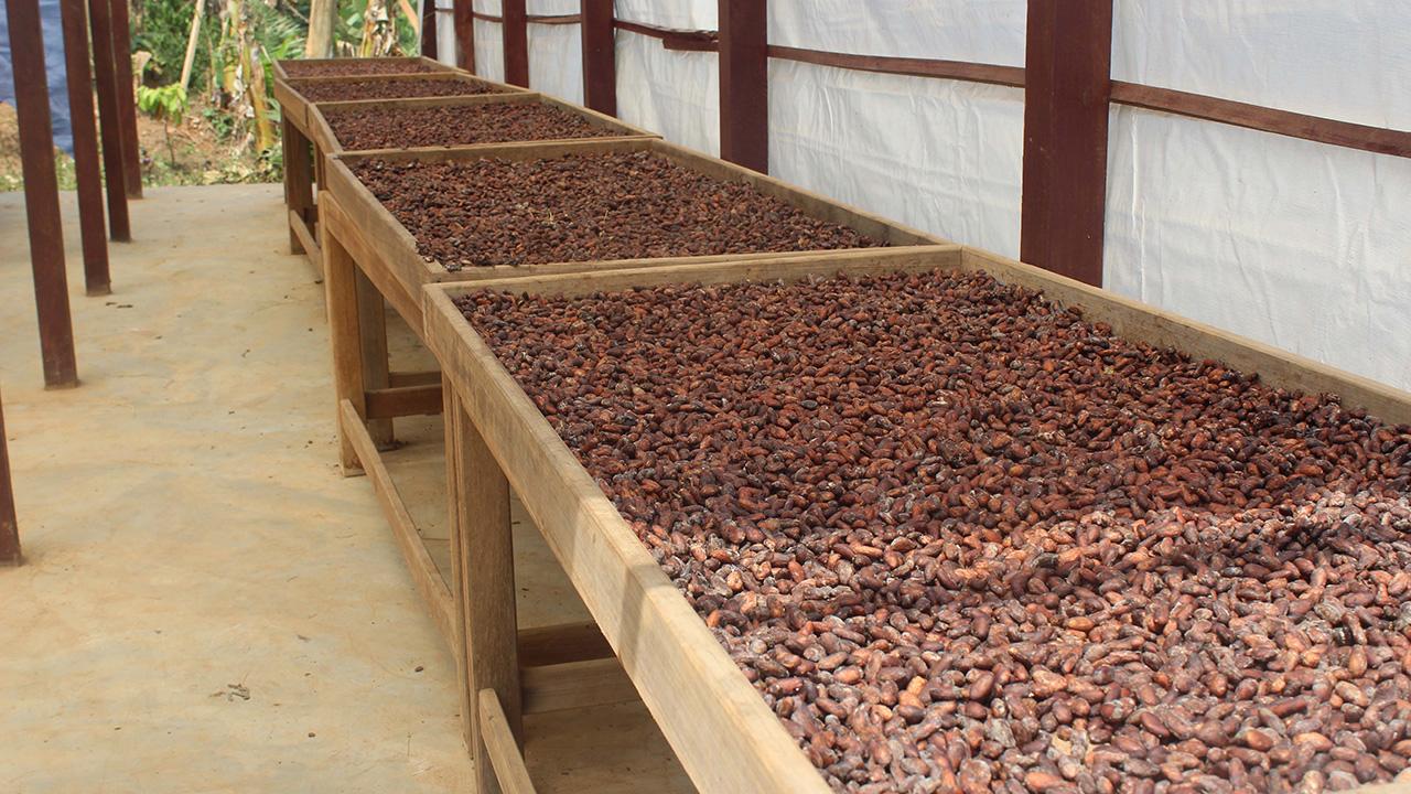 Türkiye'den kakao ihracatında rekor