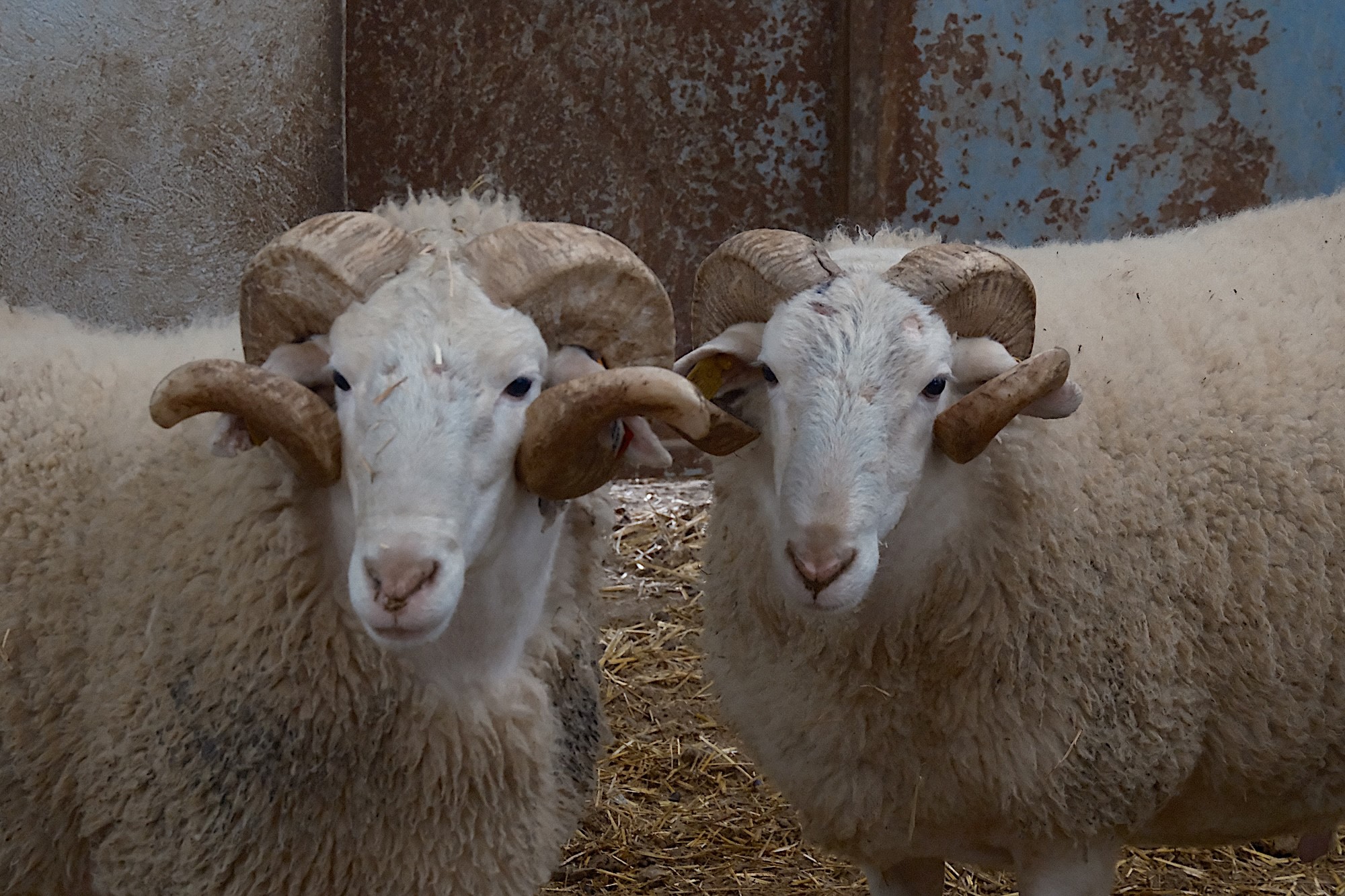 Türkiye'nin en değerli koçları rekor fiyatlara satılıyor