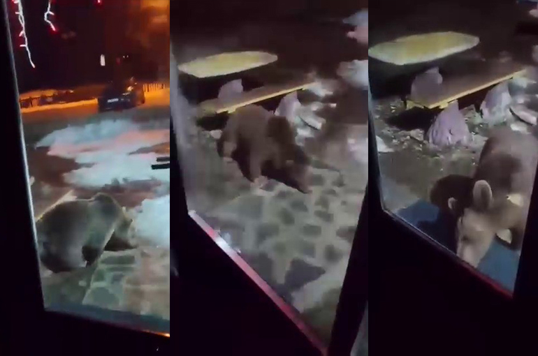 Uludağ’da ayı ailesi kamerada... Ani hareket paniğe neden oldu