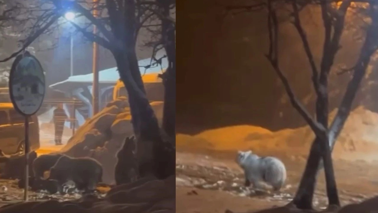 Uludağ'da kış uykusundan uyanan ayı ailesi yemek için Sarıalan'a indi