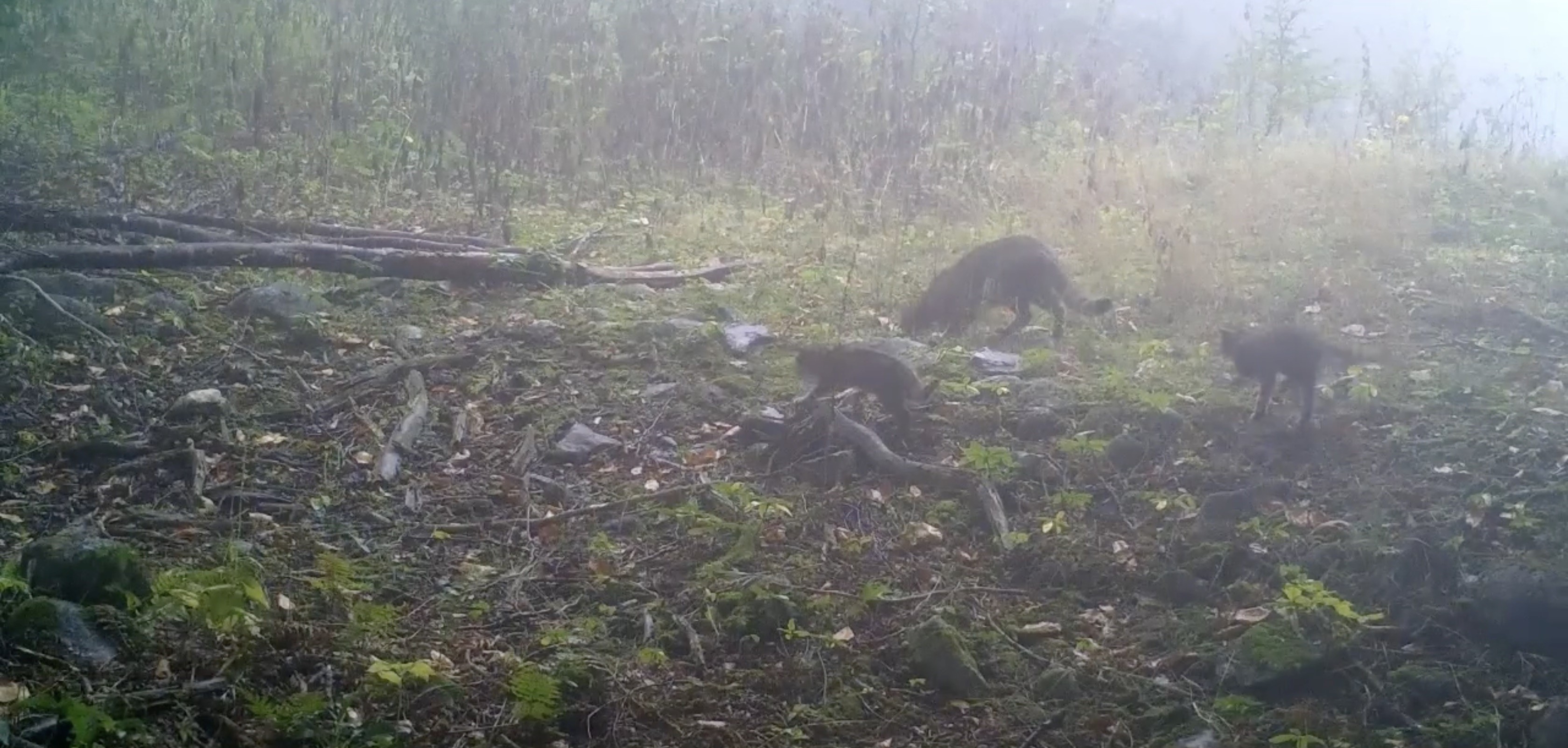 Uludağ'da sisler arasında anne yaban kedisi ve yavruları görüntülendi