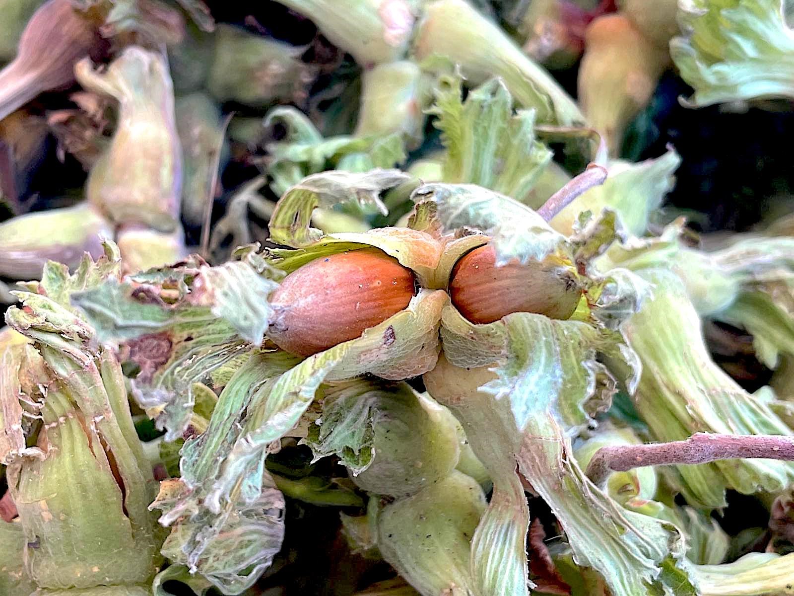 Uludağ'ın fındığı destek bekliyor