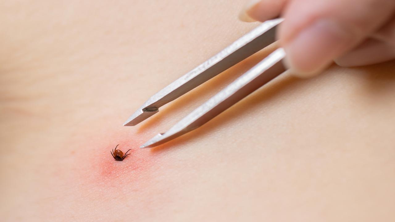 Uzman isimden "KKKA" uyarısı: Yağışlı kış kene sayısını artırabilir